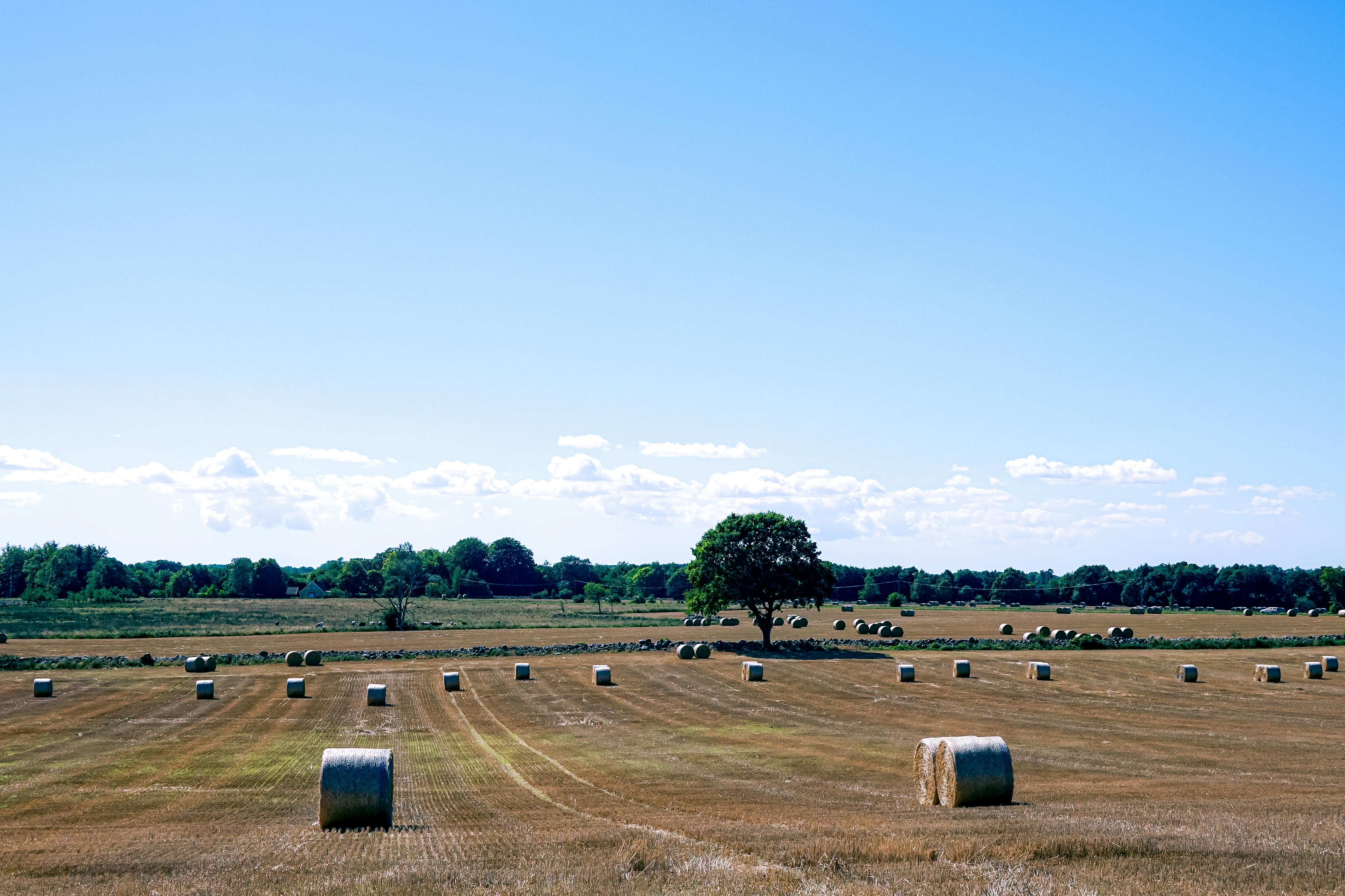 Harvesttime